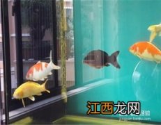 缸养锦鲤的技巧 怎么养殖锦鲤好