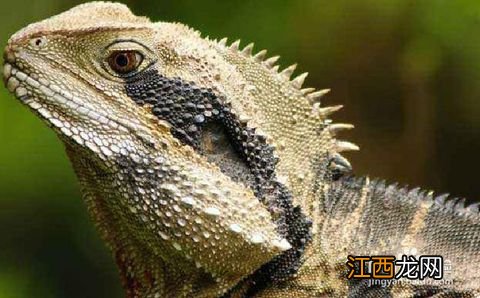 宠物蜥蜴究竟可以长到多大 宠物蜥蜴饲养注意