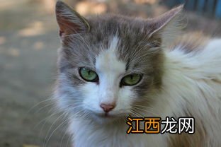 猫流眼泪是怎么回事 流眼泪的原因