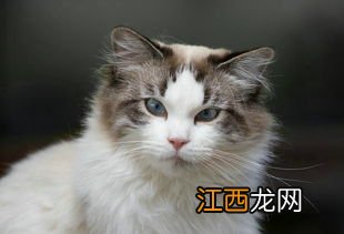 猫流眼泪是怎么回事 流眼泪的原因