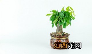 店里放哪种植物招财又旺宅，店里放什么植物旺财