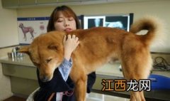 十大聪明名犬 十大聪明名犬是什么