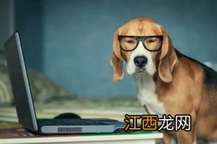 怎么解决大型犬夜间吵 大型犬夜间吵的解决方法