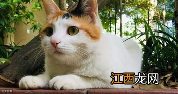 猫多大可以吃猫饭 喂猫饭时的注意事项