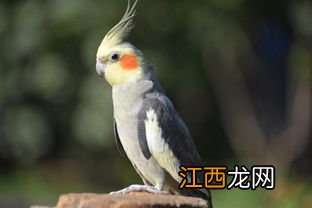 好听的鹦鹉名字 有什么好听的鹦鹉名字