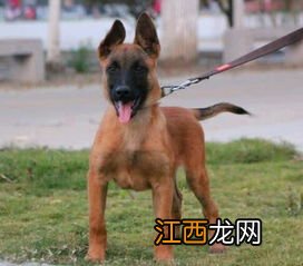 马犬注意力训练方法 具体有什么方法