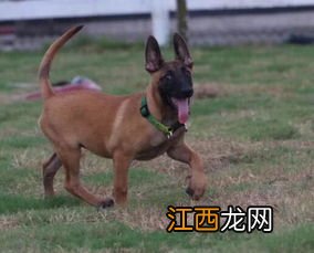 马犬注意力训练方法 具体有什么方法