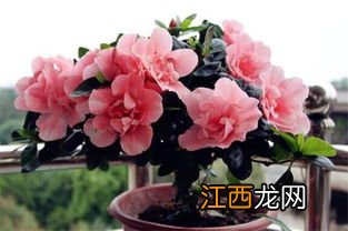 管花杜鹃烂根了还有救吗-管花杜鹃烂根了怎么解决