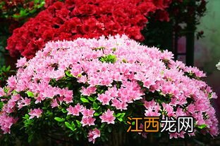 管花杜鹃烂根了还有救吗-管花杜鹃烂根了怎么解决