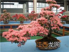 管花杜鹃烂根了还有救吗-管花杜鹃烂根了怎么解决