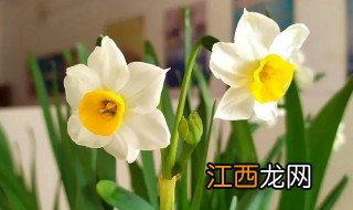 水培水仙怎么养 水培水仙怎么养活