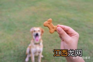 如何正确遛狗狗 怎么遛狗是正确的