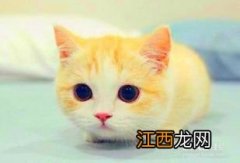 小猫的饲养教程 正确饲养小猫的方法