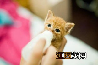 小猫食怎么做 做猫食的步骤