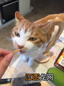 小猫食怎么做 做猫食的步骤