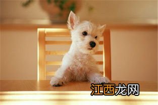 什么狗适合保护女孩 想养狗的女生看过来