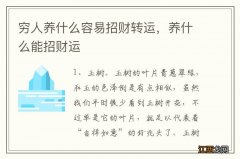 穷人养什么容易招财转运，养什么能招财运