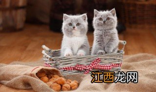 养什么猫转运 养猫可以转运