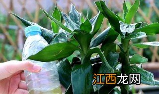 转运竹怎么养水里要放些东西吗 养转运竹水里放什么