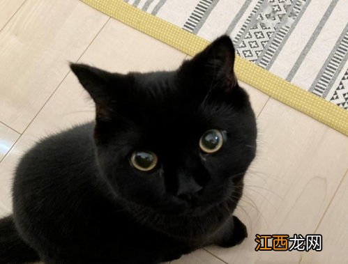 猫不见了怎么办 这几种方法轻松找回你的爱宠