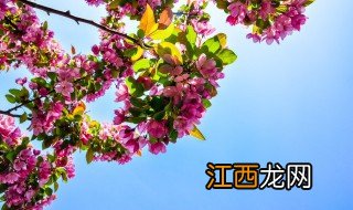 乡村公路适合种什么花 适合乡路种植花草