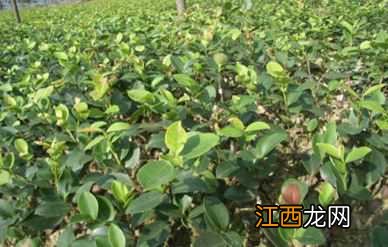 油茶苗价格大概是多少钱一棵？种植前景怎么样？