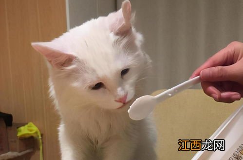 猫能喝酸奶吗 什么猫可以喝酸奶
