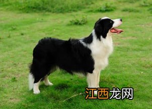 边牧犬如何训练 边牧犬的训练方法