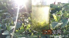 毛尖茶夏季怎么存放