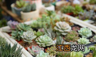 家里适合养多肉植物吗，家里适合养多肉植物吗吉凶