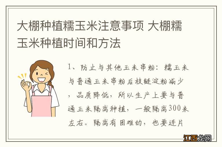 大棚种植糯玉米注意事项 大棚糯玉米种植时间和方法