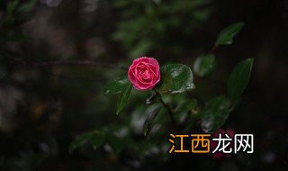 家里养两盆花 两盆花怎么养长得快