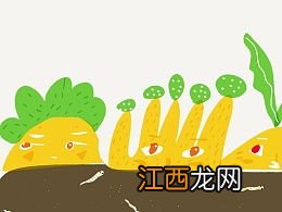 萝卜头怎么