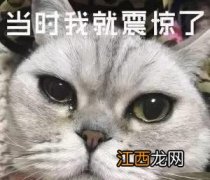 什么猫最护主人 你爱养猫吗