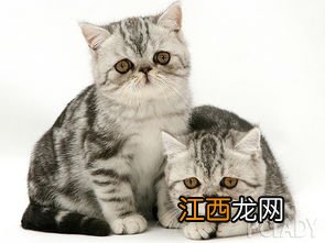 异国短毛猫怎么挑选 如何选购异国短毛猫