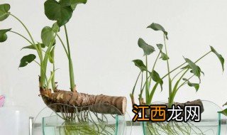 滴水观音怎么水培 滴水观音怎么水培改土培