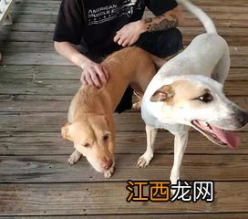 保护性最高体质强是什么犬 什么犬保护性最高体质还强