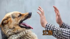 保护性最高体质强是什么犬 什么犬保护性最高体质还强