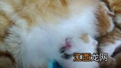 刚出生不久的小猫吃什么 可以给刚出生的小猫喂什么