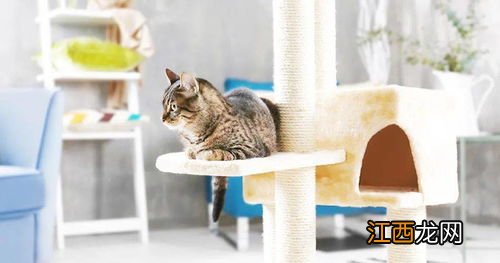 上班怎么养猫 上班养猫的方法