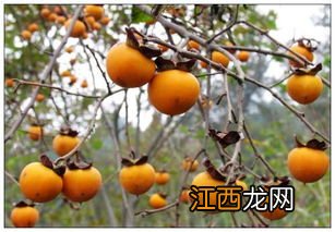 绿色的柿子怎么能快熟