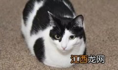 怎么教猫用猫砂撒尿 如何训练猫咪用猫砂大小便