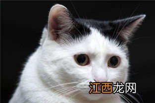 怎么解决猫咪抓人 如何解决猫咪抓人