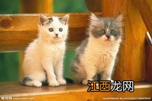 怎么解决猫咪抓人 如何解决猫咪抓人