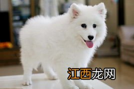 训练银狐犬的方法技巧 训练银狐犬的方法分享