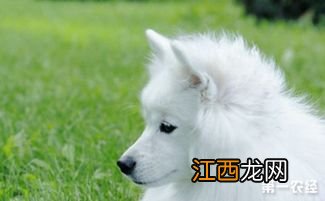 训练银狐犬的方法技巧 训练银狐犬的方法分享