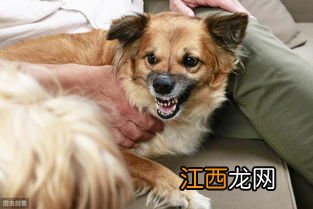 狗咬人怎么解决 如何处理小狗爱咬人