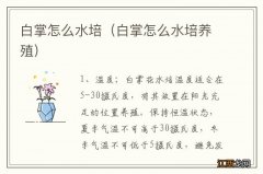 白掌怎么水培养殖 白掌怎么水培