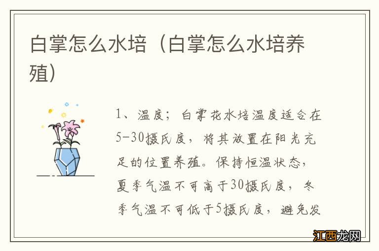 白掌怎么水培养殖 白掌怎么水培