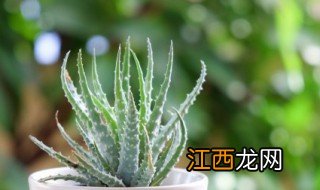 芦荟怎么水培扦插 芦荟怎么水培